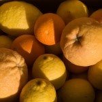 柑橘收获