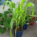 盆栽玉米