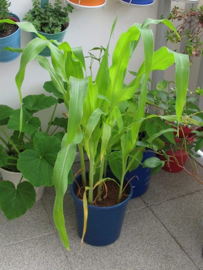 盆栽玉米