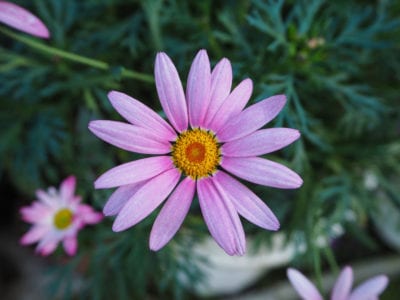 紫色玛格丽特雏菊
