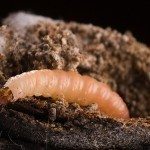 肚脐orangeworm