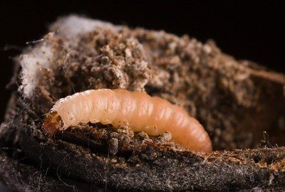 肚脐orangeworm