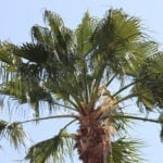 Sabal Cabbae Palm