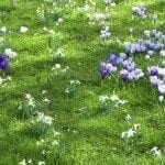 草坪上磨粉雪花莲