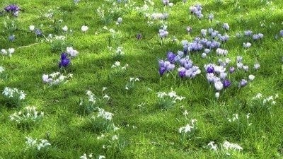草坪上磨粉雪花莲
