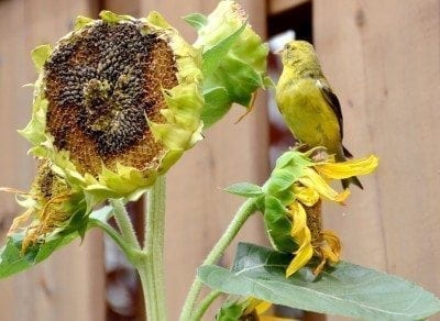 向日葵喂鸟器
