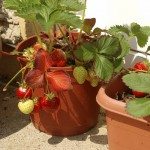容器草莓