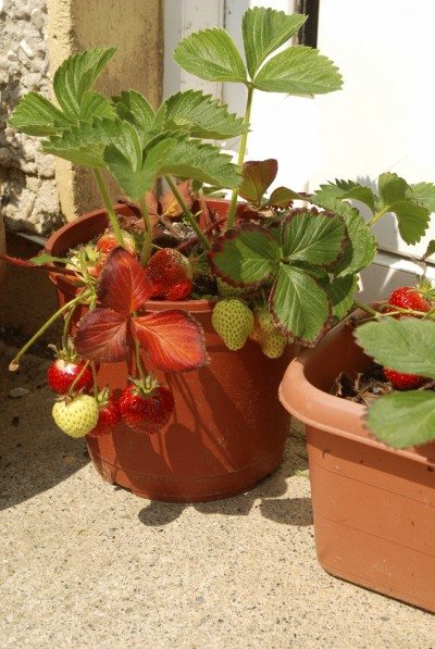 集装箱草莓