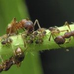 蚜虫蚂蚁