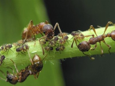 蚜虫的蚂蚁