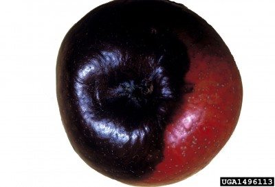 黑色腐烂的苹果