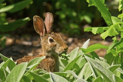 兔子在花园里