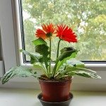 gerbera daisy houseplant