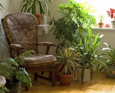 室内植物纯化器