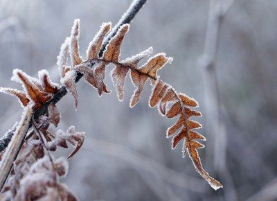 垂死的蕨类植物冬天