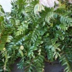 冬青蕨类植物