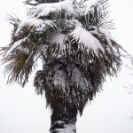 棕榈树的冬天