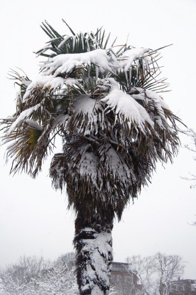 棕榈树冬天