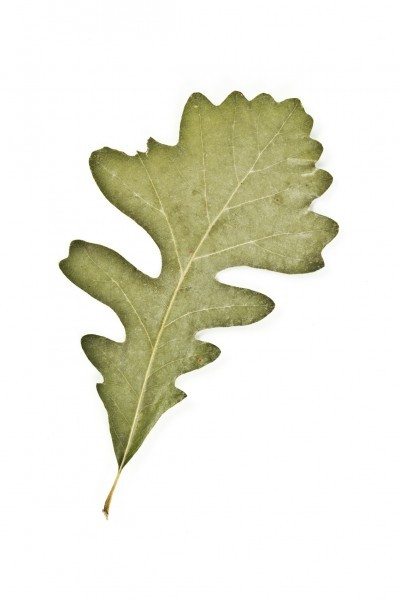 Bur Oak  - 栎属宏arpa