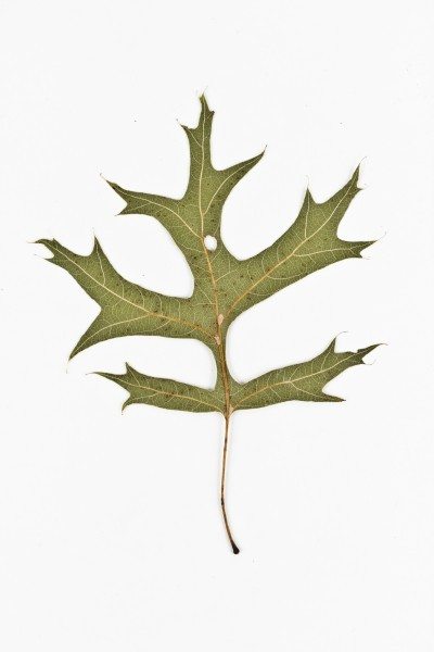 Pin橡木返回 - 栎属Palustris