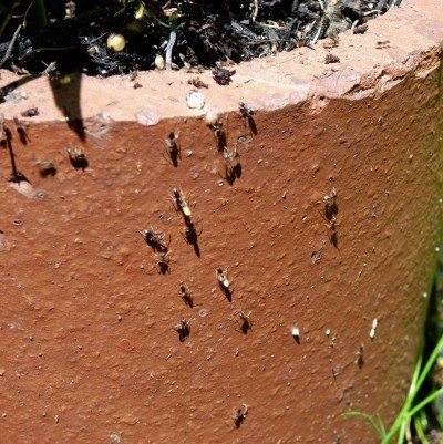室内植物的蚂蚁