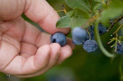 摘蓝莓