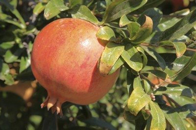 pomegrante叶子