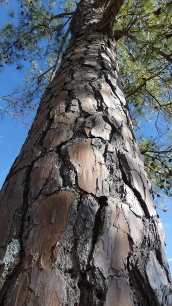 Loblolly Pine Bark.