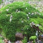 花园苔藓