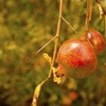 Pomegrante叶滴