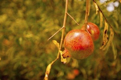 pomegrante叶下降