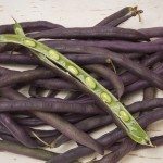 紫色的船体豌豆