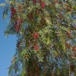 加州胡椒树