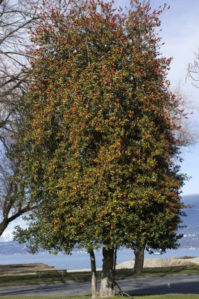 冬青树