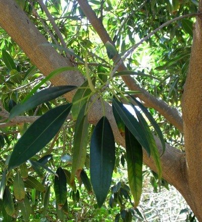 Ficus binnendijkii Kz1