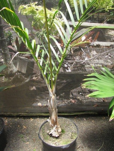 主轴棕榈植物