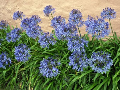 Agapanthus Blue in Bloom图片ID1164221254