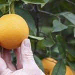 柑橘拣货