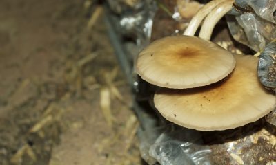 牡蛎蘑菇