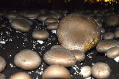 Portabella蘑菇