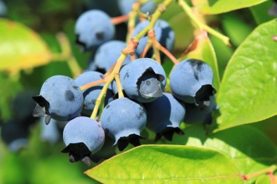 蓝莓品种