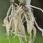 蜘蛛植物根