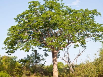 mahoganhy树