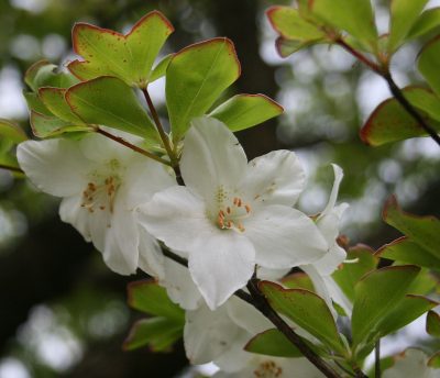 Rhododendron Quinquefolium.
