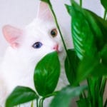 猫科植物