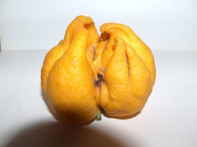 柑橘芽螨