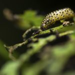 荚蒾叶甲虫幼虫