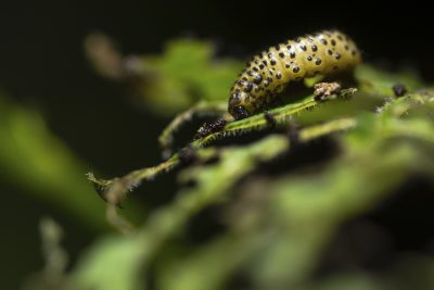 荚蒾叶甲虫幼虫