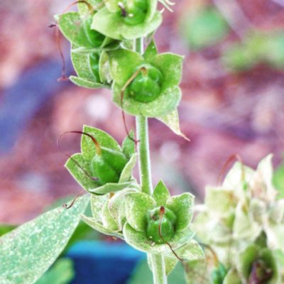 Foxglove种子豆荚