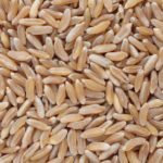 Khorasan小麦